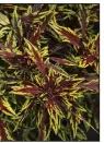  ??  ?? Coleus FlameThrow­er Chipotle