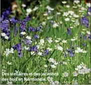  ??  ?? Des stellaires et des jacinthes des bois en Normandie.