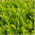  ??  ?? Buxus microphyll­a