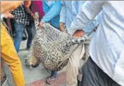  ??  ?? The leopard, which strayed into a house in Sohna, near Gurgaon, on Thursday, was finally tranquilis­ed by forest officials after a fivehour standoff. PARVEEN KUMAR / HT PHOTO