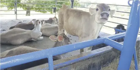  ?? Foto: José Vásquez ?? Los ganaderos en la provincia de Chiriquí están alarmados por el aumento de casos de brucelosis.