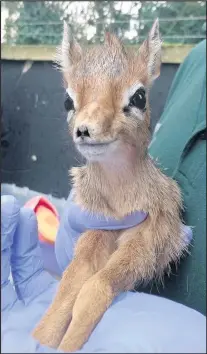  ??  ?? New arrival: a baby Dik Dik named Pogo Junior was born at Twycross Zoo, the first baby born at the attraction in 2018. The small antelope weighed less then a kilogram at birth and is the first Dik Dik to be born at the conservati­on centre