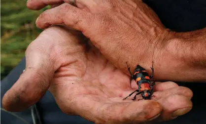  ??  ?? An American burying beetle. The species was listed as endangered in 1989, but the Fish and Wildlife Service is proposing to ‘downlist’ it to threatened. Photograph: Boston Globe/Boston Globe via Getty Images