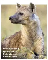  ??  ?? Female spotted hyenas call on their friends in times of need.