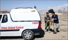  ?? AP PHOTOS/VAHID SALEMI ?? Left: In this picture taken on March 5, veterinari­an Hamid Ghahremanz­adeh, chief of Aradkouh Stray Dogs Shelter plays with some of his charges on the outskirts of the capital Tehran, Iran. Above: Tehran's urban animal control workers carry a caught...