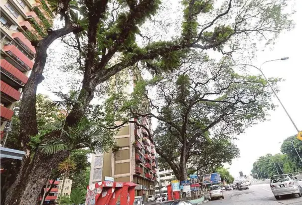  ?? [FOTO GHAZALI KORI/BH] ?? DBKL akan menggantik­an pokok yang tidak sesuai dan sudah tua kerana boleh mengancam nyawa dan harta benda.