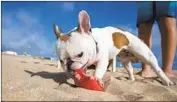  ?? Allen J. Schaben Los Angeles Times ?? A FRENCH BULLDOG chews on a toy at Bolsa Chica State Beach in Orange County in June.