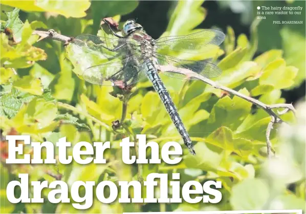  ?? PHIL BOARDMAN ?? The hairy dragonfly is a rare visitor to our area