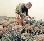  ?? Picture: EUGENE COETZEE ?? BIG HAUL: Green Scorpions Inspector Etienne Kitching documents the endangered Eastern Cape blue cycads from Kirkwood that were recovered in a bust last month