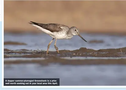  ??  ?? A dapper summer-plumaged Greenshank is a prize well worth seeking out in your local area this April.