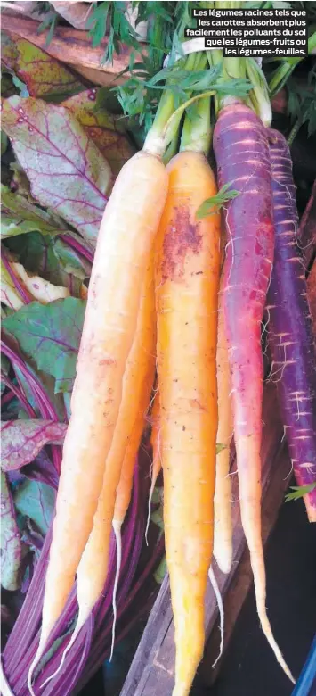  ??  ?? Les légumes racines tels que les carottes absorbent plus facilement les polluants du sol que les légumes-fruits ou les légumes-feuilles.