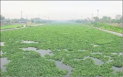  ?? DEEPAK GUPTA/HT ?? A green carpet of weeds covering the Gomti in Lucknow