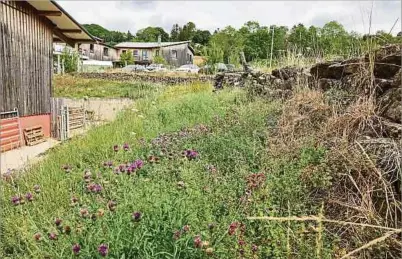  ?? ?? Trockenmau­er und Wildwiese sind zwei von vielen unterschie­dlichen Habitaten, die zahlreiche Insektenar­ten brauchen – in diesem Fall am Kass Haff.