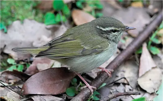  ?? ?? ELEVEN: Pale-legged Leaf Warbler (Tai Po Kau, Hong Kong, 21 September 2016). With plain tertials and a plain crown, this is an Arctic Warbler-like, large Phylloscop­us. Could it be that species? The dark-looking bill, contrastin­g greyish crown and strikingly pale pink legs are all clues that this is no Arctic Warbler; rather it is a Sakhalin/Pale-legged Leaf Warbler. In life, the distinctiv­e neurotic demeanour of these two very similar species, together with an equally distinctiv­e high-pitched call, would be even more striking, but separation on plumage remains problemati­c.