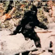  ??  ?? Over the past few decades there have been reported Sasquatch sightings in Alberta, but some footage, like this still from a 1967 film shot in California, is questionab­le.