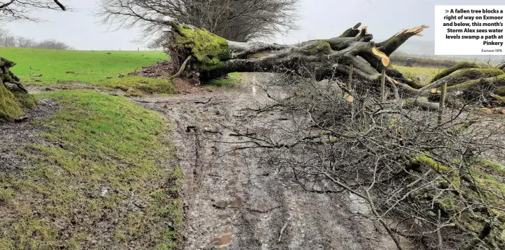  ?? Exmoor NPA ?? > A fallen tree blocks a right of way on Exmoor and below, this month’s Storm Alex sees water levels swamp a path at Pinkery