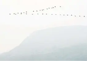  ?? ARLEN REDEKOP/FILES ?? Birds fly over Eagles Bluff on Cypress Mountain as wildfire smoke fills the skies over Vancouver last August. Increasing wildfires are one of the results of a changing climate.