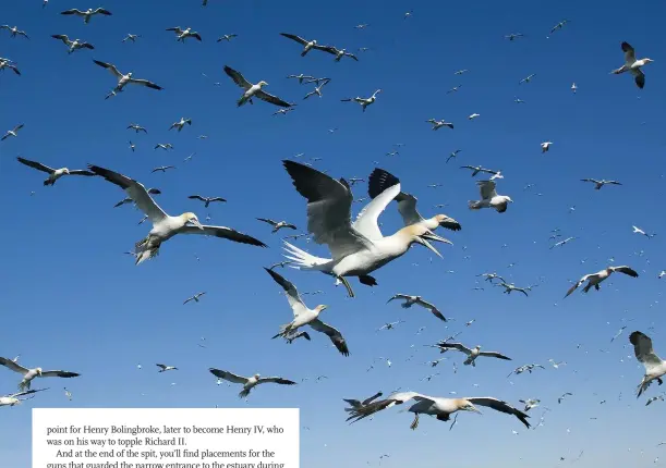  ??  ?? Above: an estimated 11,000 gannets nest at Bempton – it’s the only place in England where our largest seabird breeds.