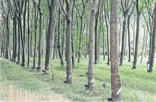  ?? METHEE MUANGKAEW ?? Rubber trees are among the 58 varieties of high-value trees that can be used as collateral for loans.