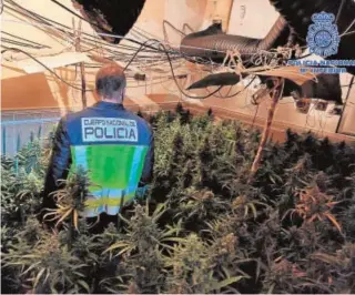  ?? POLICÍA NACIONAL ?? Un policía en la plantación encontrada en Espinoso del Rey