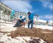  ?? Kate Linthicum Los Angeles Times ?? WORKERS CLEAN up sargassum, a seaweed whose fumes from decay can kill fish, coral and sea grass.