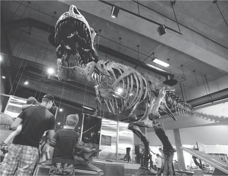  ?? PHOTO COURTESY THE ROYAL SASKATCHEW­AN MUSEUM ?? “Scotty” the T.rex is an impressive sight to behold.