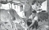  ?? HT ?? Shamsuddin Saifi with the cow that was saved by doctors.