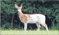  ??  ?? A rare piebald deer.