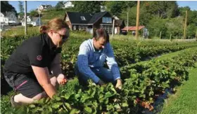  ??  ?? Renate Quale anslår at hun normalt sett kan hente ut tre og et halvt til fire tonn med jordbaer i sesongen. Her er hun sammen med Roy Quale.