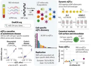  ?? ?? Single-cell EQTL mapping