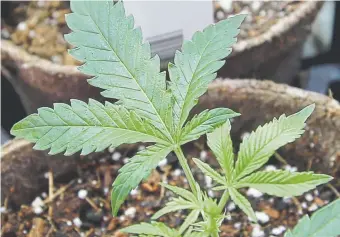  ?? Steven Senne, Associated Press file ?? Newly transplant­ed cannabis cuttings grow in soilless media in pots at Sira Naturals medical marijuana cultivatio­n facility in Milford, Mass., in July.