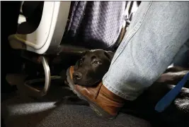  ?? JULIO CORTEZ — THE ASSOCIATED PRESS FILE ?? A service dog named Orlando rests on the foot of its trainer, John Reddan, of Warwick, N.Y., while sitting inside a United Airlines plane at Newark Liberty Internatio­nal Airport during a training exercise in Newark, N.J., on April 1, 2017.