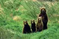  ??  ?? Plantigrad­i Tre ricorsi degli animalisti sul destino degli orsi