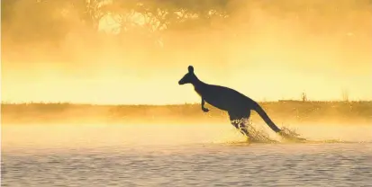  ?? Picture: TESS POYNER ?? Fourteen-year-old Tess Poyner was runner-up in the Junior category for this impressive image of an eastern grey making its way through the water on a misty morning at Tanja Lagoon in southern NSW.