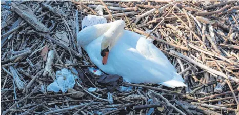  ?? FOTOS: ANNE JETHON ?? Zugemüllt: Schwan im Nest am Friedrichs­hafener Bodensee-Ufer.