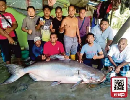  ?? (Ihsan Pembaca) ?? Ikan patin seberat 150kg yang ditemui seorang penduduk di Kampung Binjai Jejawi, Lubok Jong, Pasir Mas, semalam.