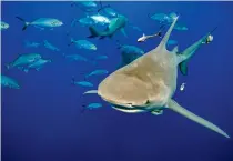  ?? AFP PHOTO ?? In this file photo taken on Feb. 11, 2022, a lemon shark, from the Carcharhin­idae family, swims toward a group of divers and a bait box surround, followed by fish looking to get a bite of the shark’s food, during a shark dive off of Jupiter, Florida.