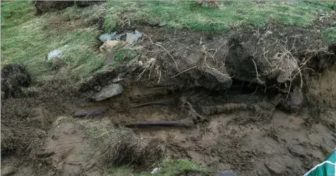  ??  ?? The skeleton uncovered by Storm Ophelia at Forlorn Point, Kilmore Quay.