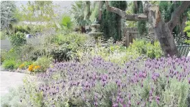  ??  ?? Romans coveted fresh-cut lavender to scent their leisurely baths.