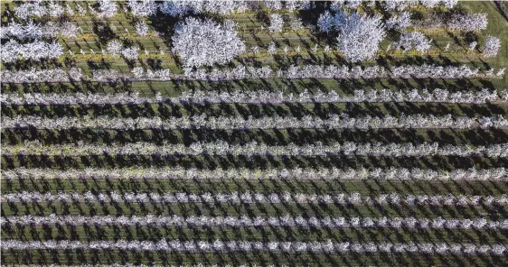  ?? Gesehen von Christian Flemming ?? Die Obstblüte in und um Lindau – hier bei Unterreitn­au – ist in vollem Gange.