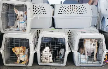  ?? RICHARD VOGEL/THE ASSOCIATED PRESS/FILES ?? Air travel with pets is a bigger challenge than a road trip, but a plane ride is usually fairly safe for dogs and cats, says veterinari­an Julia Langfitt.