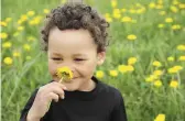  ??  ?? ABOVE Just the smell of dandelions is enough to evoke strong childhood memories for many