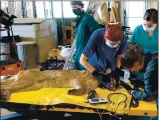  ?? KIRSTEN MACINTYRE — CDFW PHOTO ?? Wildlife veterinari­ans check the vital signs of a female mountain lion before treating her burn injuries on Sept. 23 at the Wildlife Investigat­ions Lab.