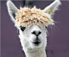  ??  ?? Fringe benefits: alpacas, unlike teenage boys, can go for a year without being shorn