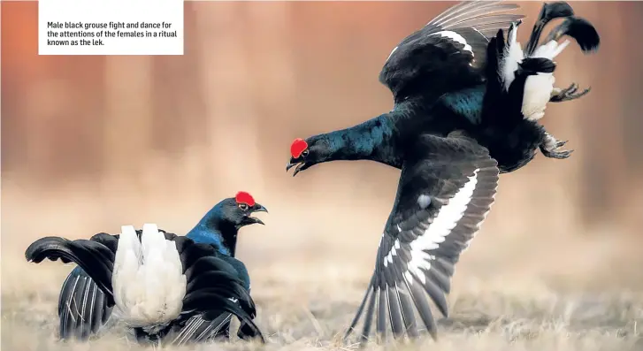  ??  ?? Male black grouse fight and dance for the attentions of the females in a ritual known as the lek.