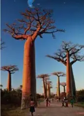  ?? FOTO ALAMY STOCK PHOTO ?? Baobabs in Menabe.