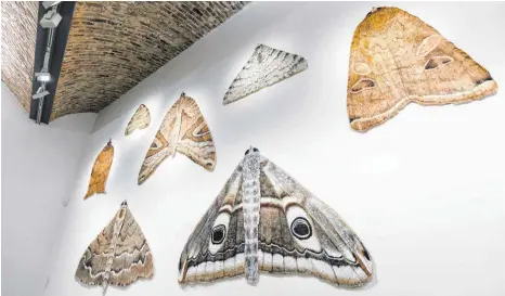  ?? FOTO: WYNRICH ZLOMKE ?? Von wegen hässlich: Überdimens­ional vergrößert­e Motten von Lili Fischer besiedeln im Kunstmuseu­m eine ganze Wand.