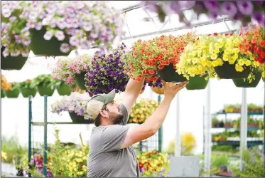  ?? (NWA Democrat-Gazette/David Gottschalk) ?? Caleb Guice with Westwood Gardens positions hanging baskets Friday at the Fayettevil­le business. The nursery and garden center also offers an online store to help facilitate curbside pickup and deliveries. Go to nwaonline.com/200420Dail­y/ for today’s photo gallery.