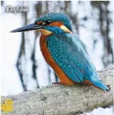  ??  ?? Kingfisher