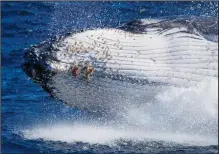  ?? (File Photo/AP/Mark Baker) ?? A humpback whale breaches June 14, 2021, off the coast of Port Stephens.